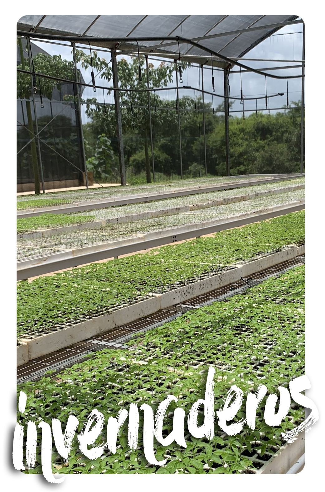 Invernaderos