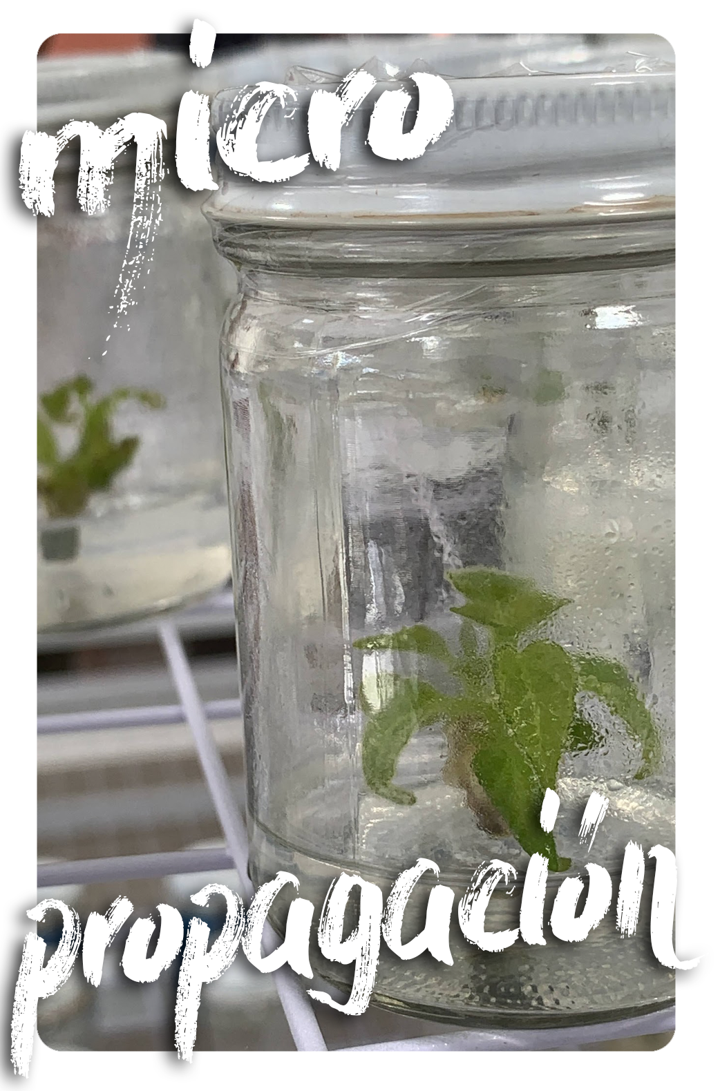Micropropagación