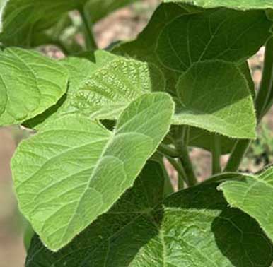 Árbol de Paulownia y cultivos alternos