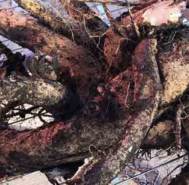 Árbol de Paulownia y el suelo