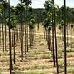 Plantaciones Comerciales