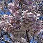 Paulownia Ornamental